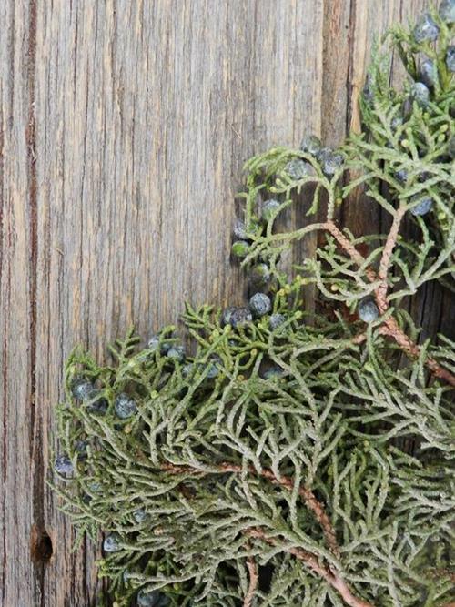 BERRIED JUNIPER 25# CHRISTMAS GREENS